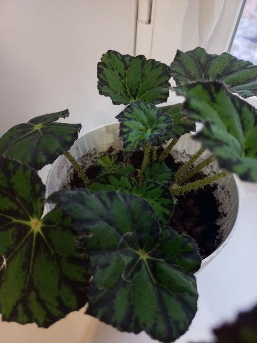 Продам комнатные цветы