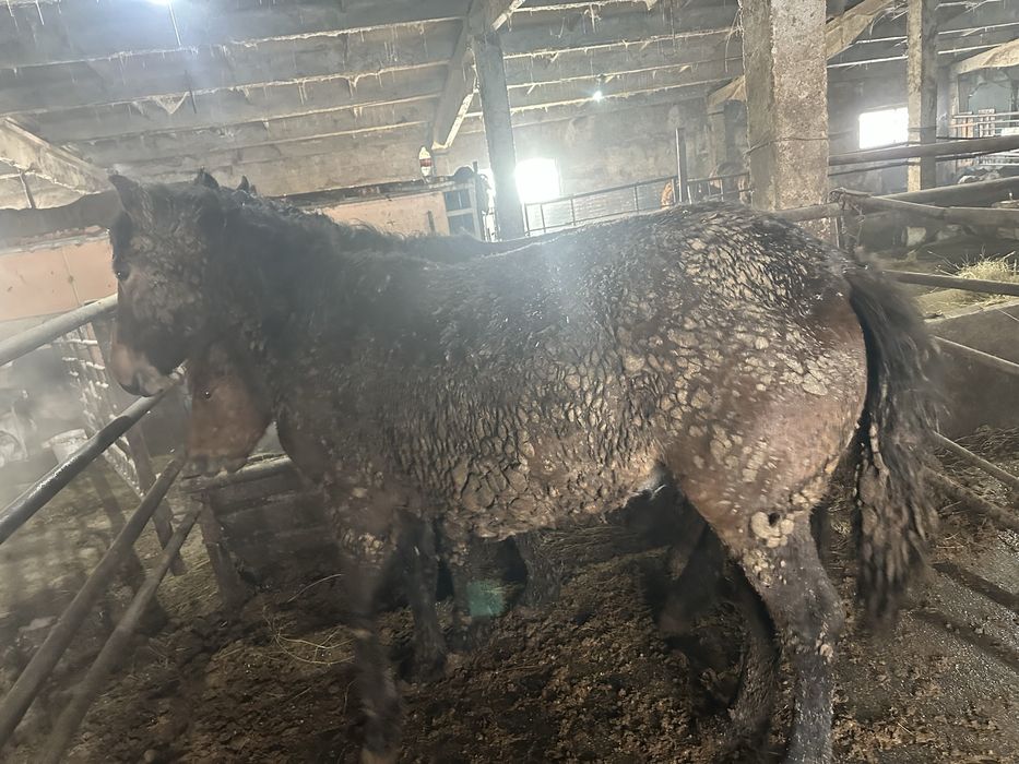 Байтал , кунандар, биелер сатам .