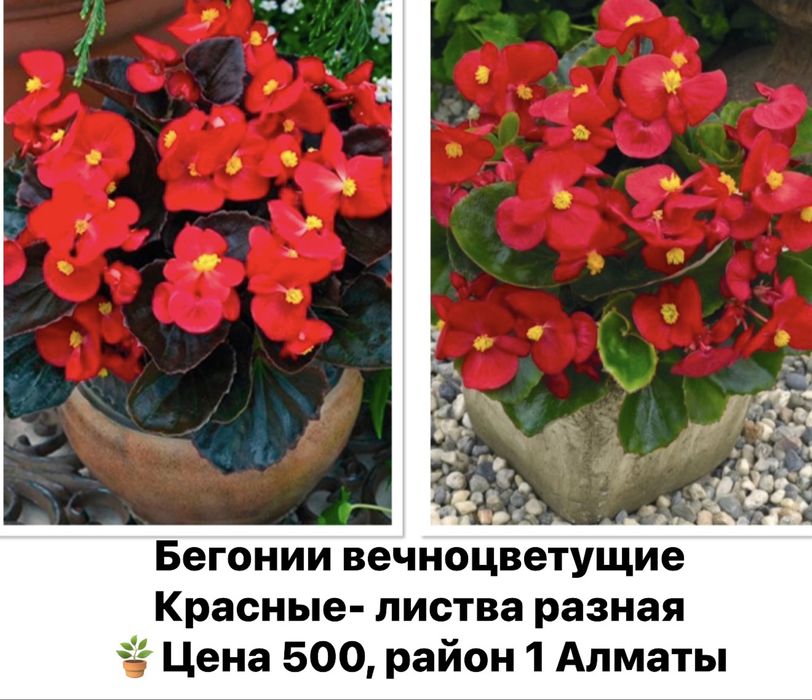 Продам комнатные цветы бегонии