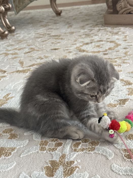 Продаю котёнка Скоттиш фолд