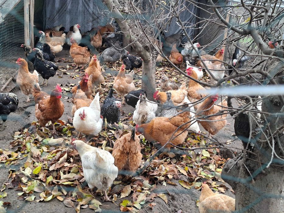 Gaini de curte de vanzare