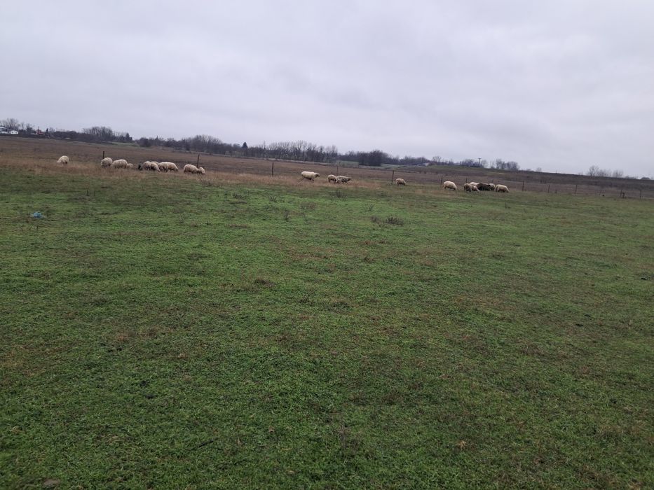 Vand oi cu miei si fara miei