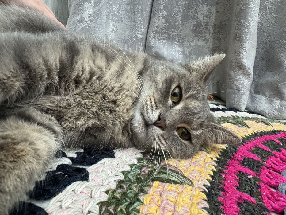 Кошечка ищет дом