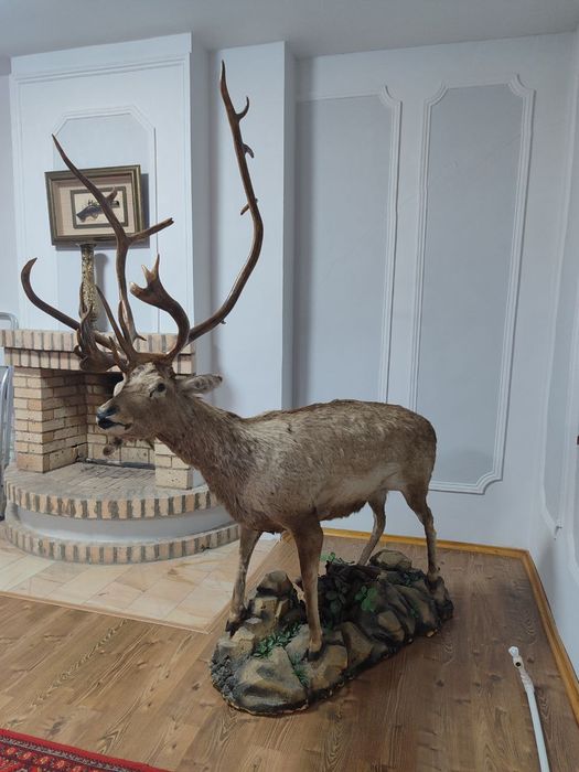 Чучело оленя кийк яхши холатда