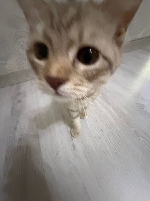 Domashniy mushuk sotiladi