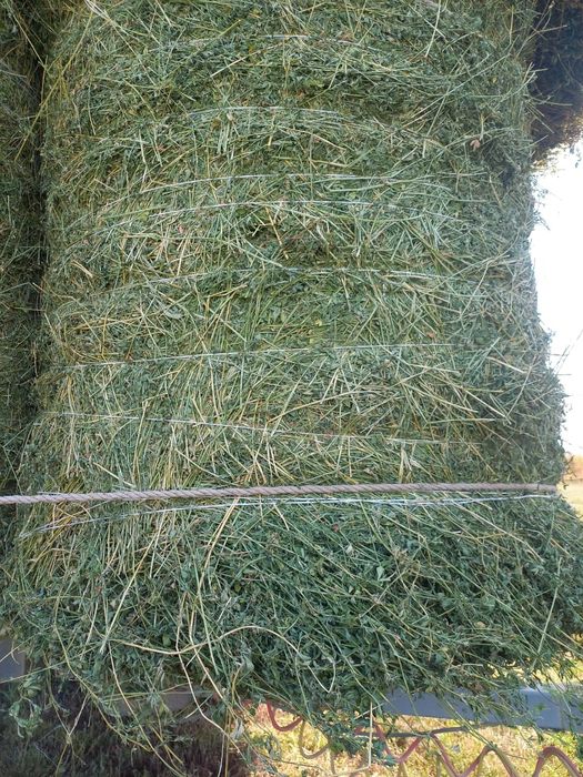 Сено люцерна жоношка сатамын урлон жоношка