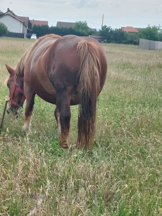 Vand iapa grea de 5/6 ani gestanta in 6 luni.