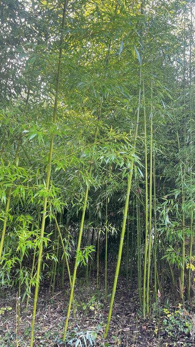 Araci/bețe de bambus