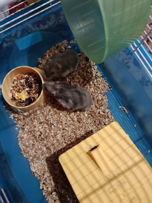 Hamsteri pitici de vanzare