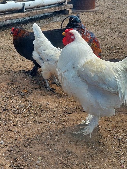 Продам петухов породы брам, маран ...