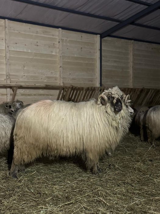 Vând 2 berbeci bucalai de Luncani