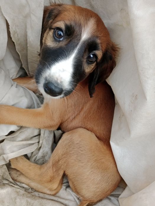 Тазы чистокровные