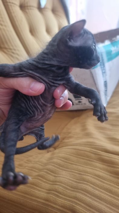 Котята Сфинкс, девочка и мальчик