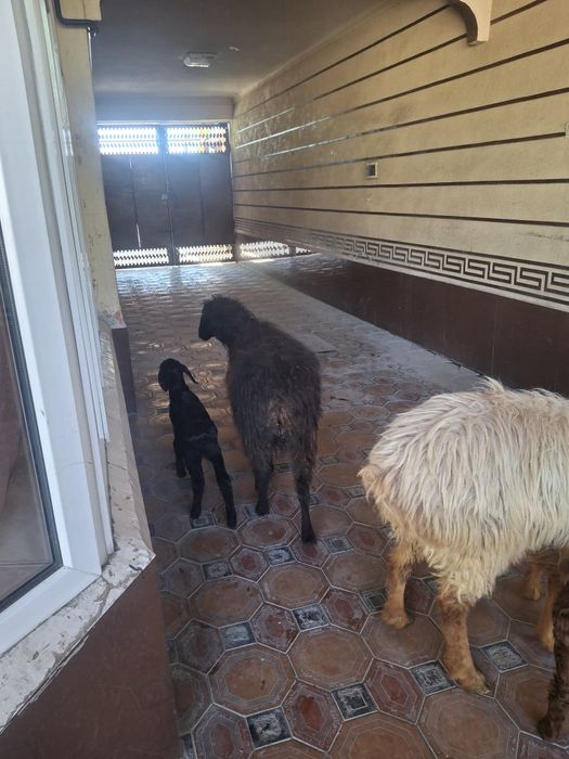 Қой қозысымен тусак