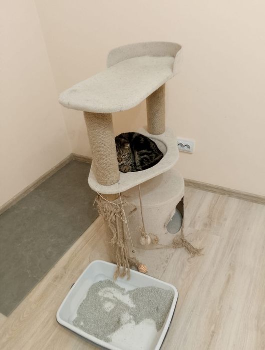 Британская короткошерстная кошка продам срочно