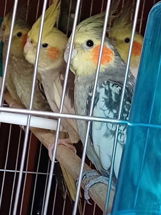 Продам Молодые кареллы