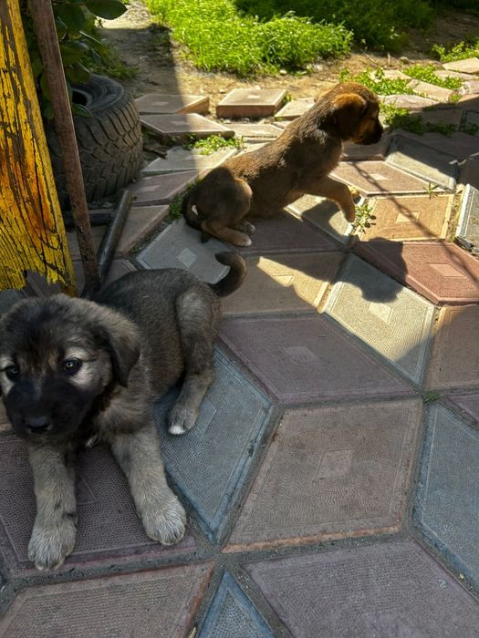 Donez cățeluși labrador