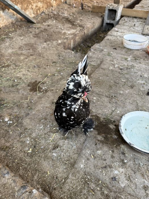 Карликовые курочки