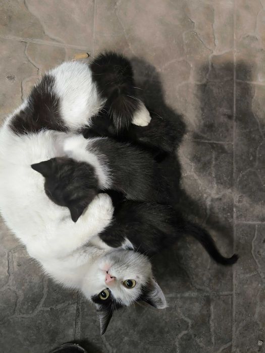 Котята маленькие
