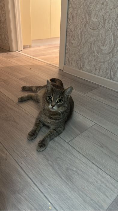 Кошечка ищет себе дом