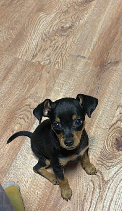 Продава се пинчер