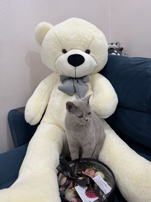 Продается белый мишка