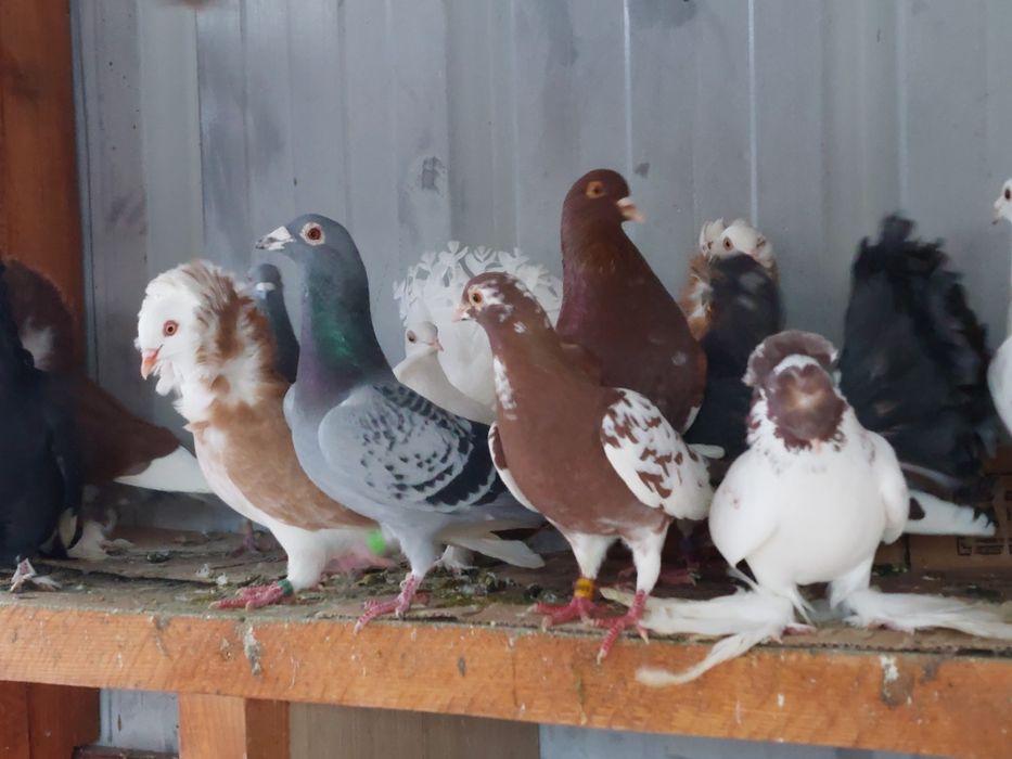 Porumbei voiajori și  de ornament