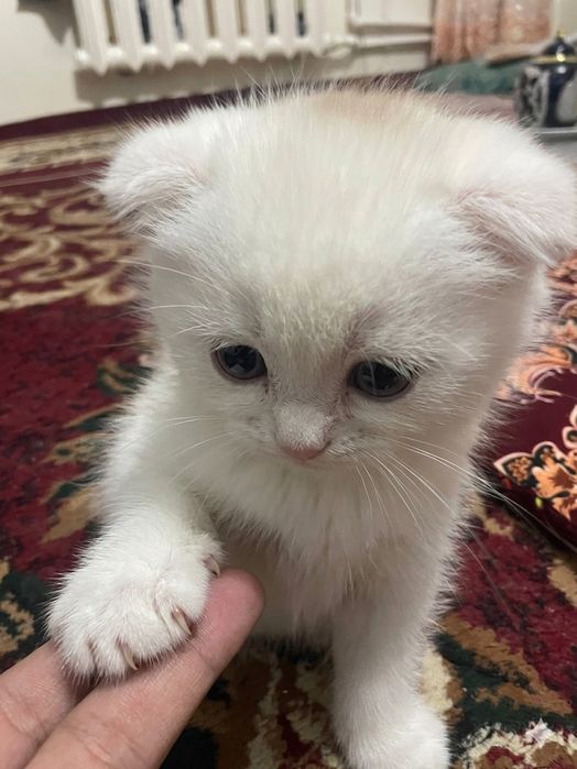 Zotdor qiz mushuk sotiladi