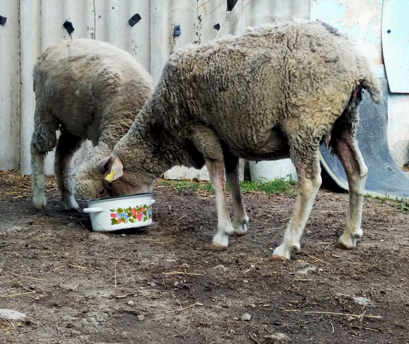 Продам откормленных баранов.