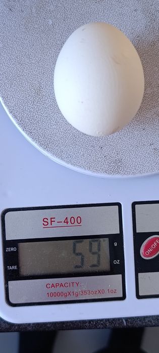 Яйцо курочек молодок