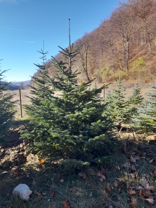 Vând brazi cu balot sau la ghiveci verzi și arginti