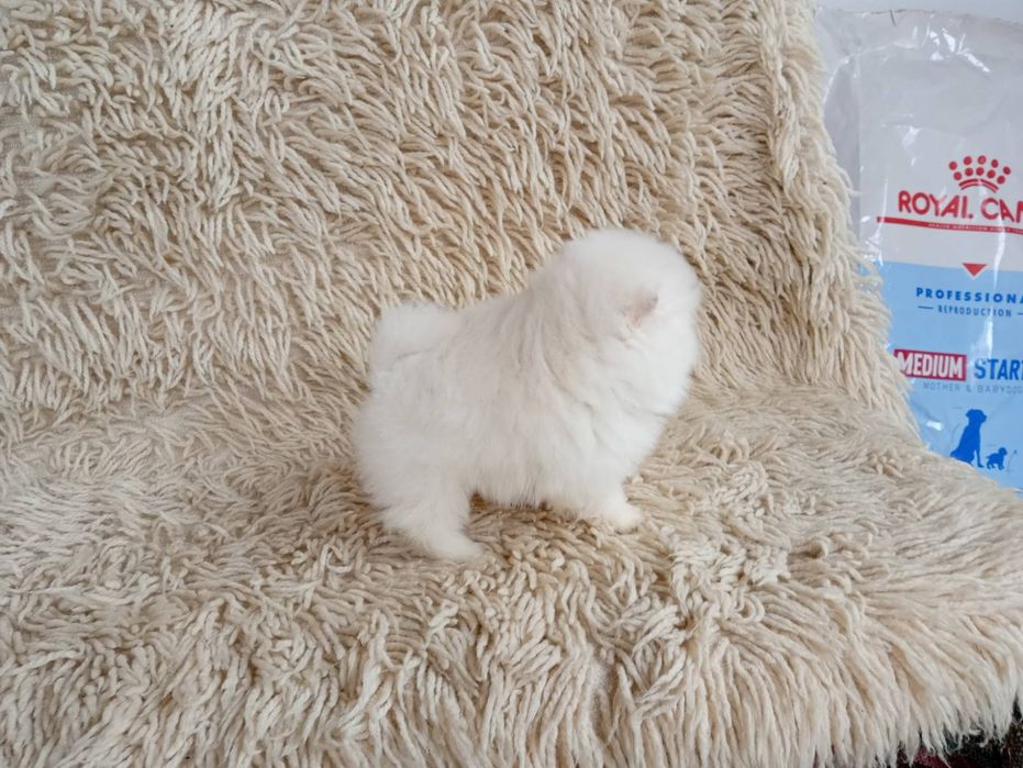 Померани! Момичета и момчета!