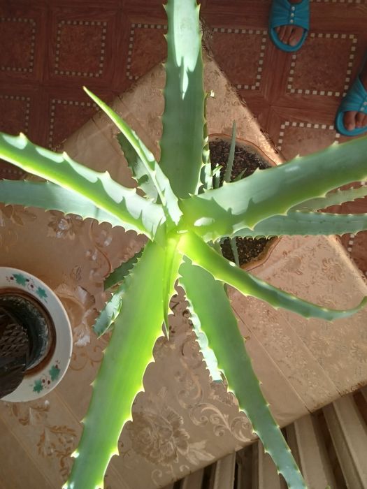 Продам алое лечебный