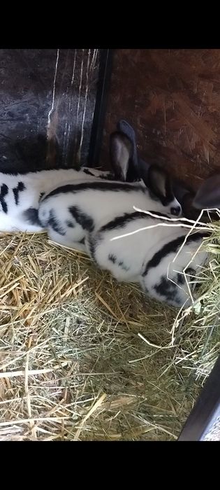 Două perechi de fluture german