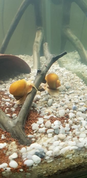 Melci de apa Pomaceea galbeni