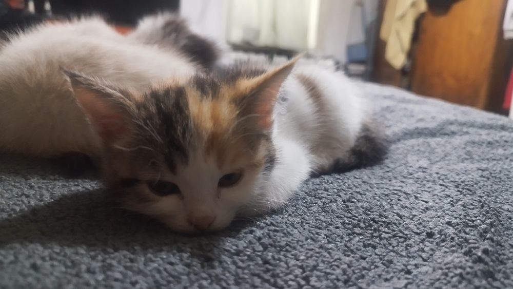 Отдам котят в хорошие руки