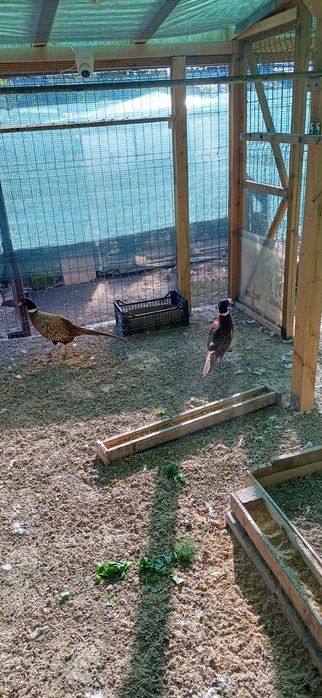 Pereche fazan tenebros