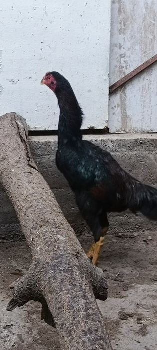 Тозза немис сотилади