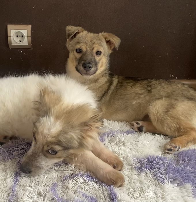 Щенята в добрые руки