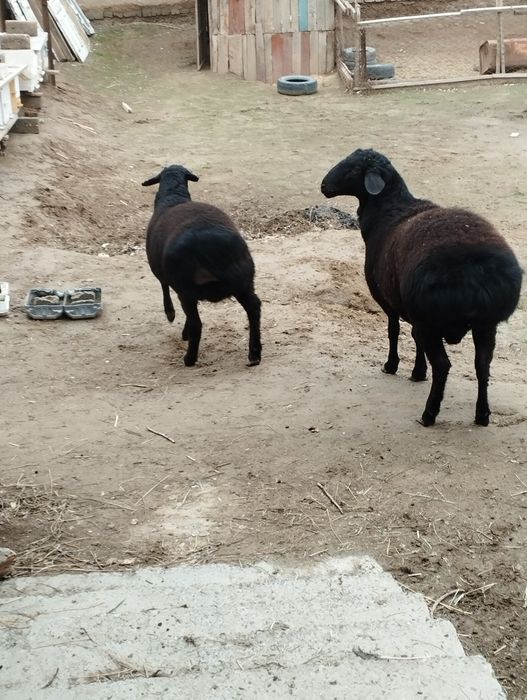 Qoʻchqorla bor sotiladi