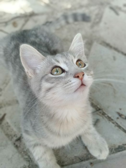 Американская короткошёрстная, 2-3месяца