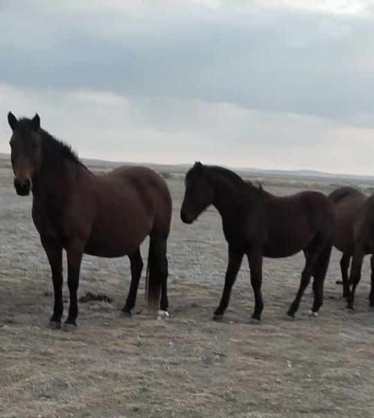 Бие сатылады КУЛЫНЫМЕН  8-9 жасар