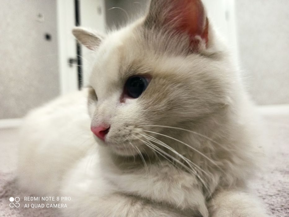 Toza o'g'il bola Regdoll mushugi