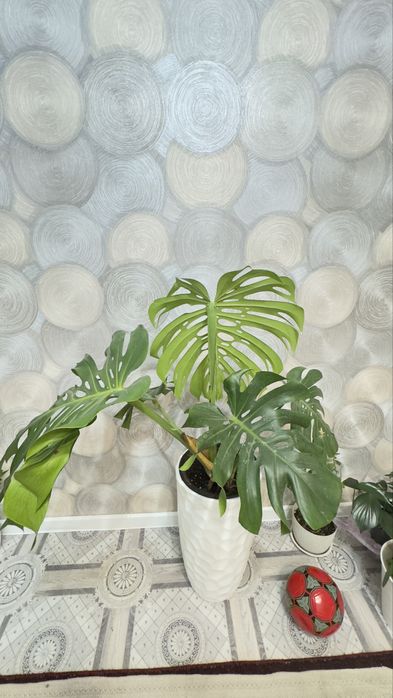 Монстера большая