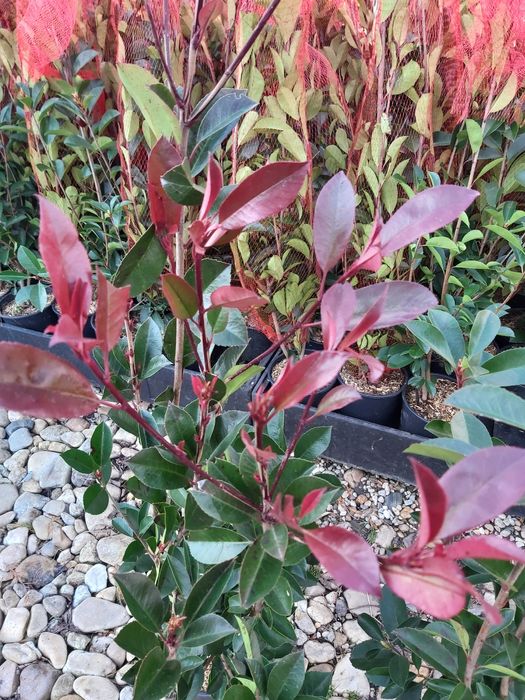 potinia red robin  la ghiveci 1.2 m