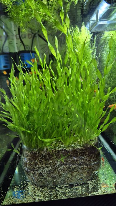 Растения для аквариума.