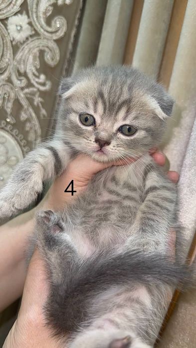 Котята шотландские мушук