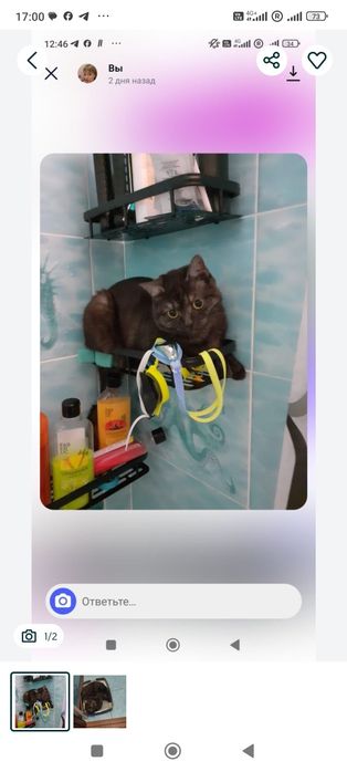 Ищу кошечку новый дом