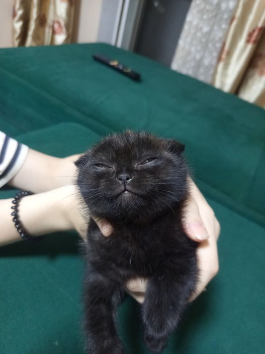 Продаем котенка в хорошие руки