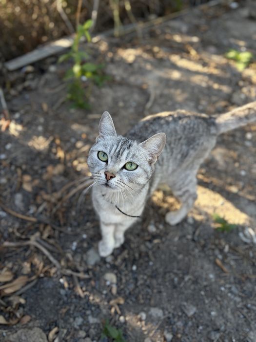 Котенок, девочка.
